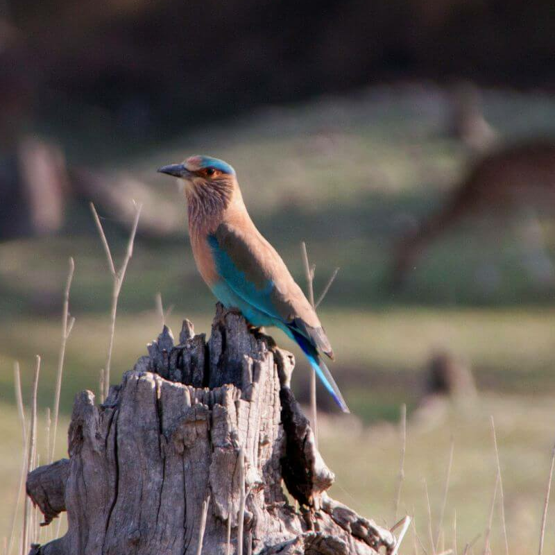 Pench Nationalpark