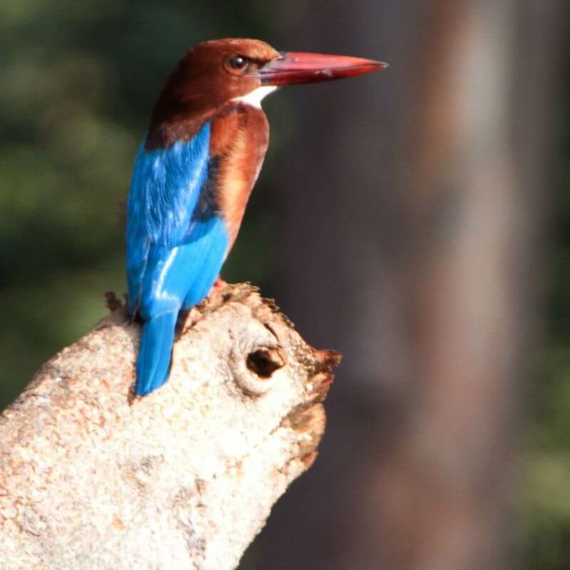 Pench Nationalpark