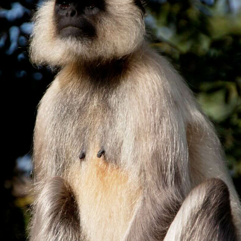 Pench Nationalpark