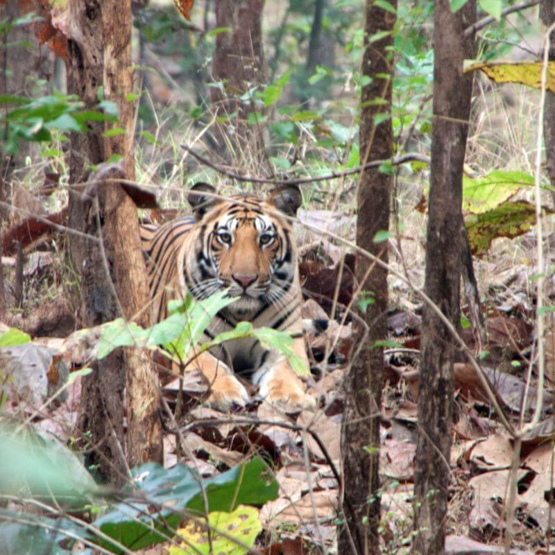Pench Nationalpark