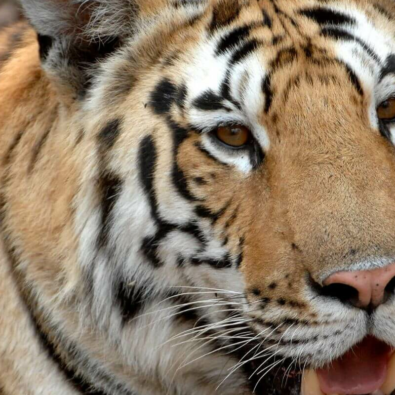 Pench Nationalpark