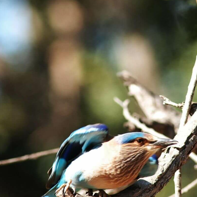 Pench Nationalpark