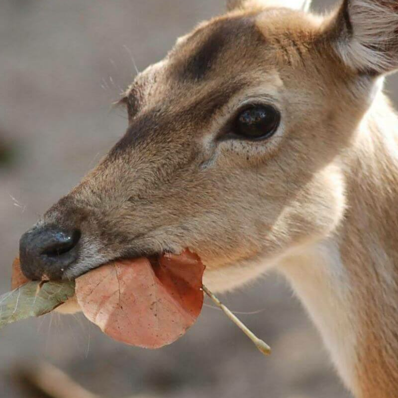 Pench Nationalpark