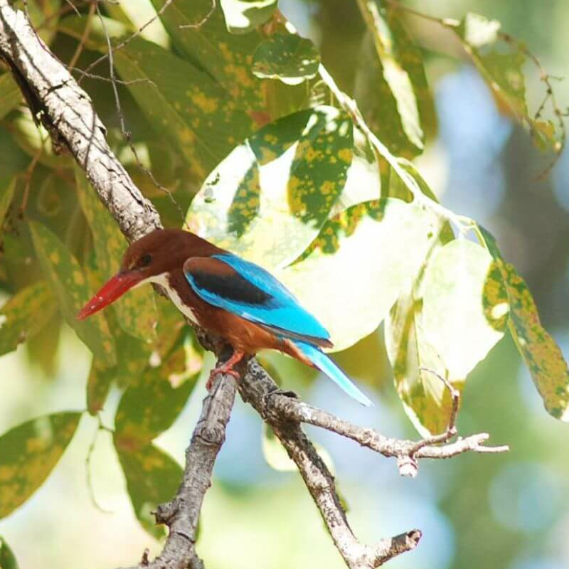 Pench Nationalpark
