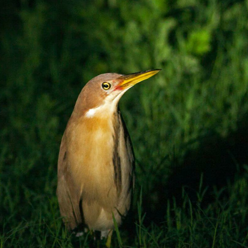 Pench Nationalpark