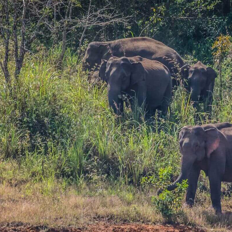 Periyar-Nationalpark