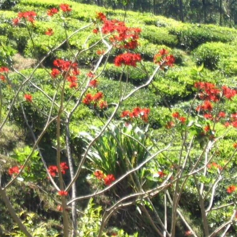 Periyar-Nationalpark