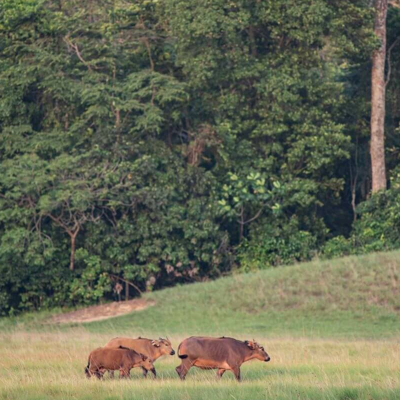 Pongara Nationalpark