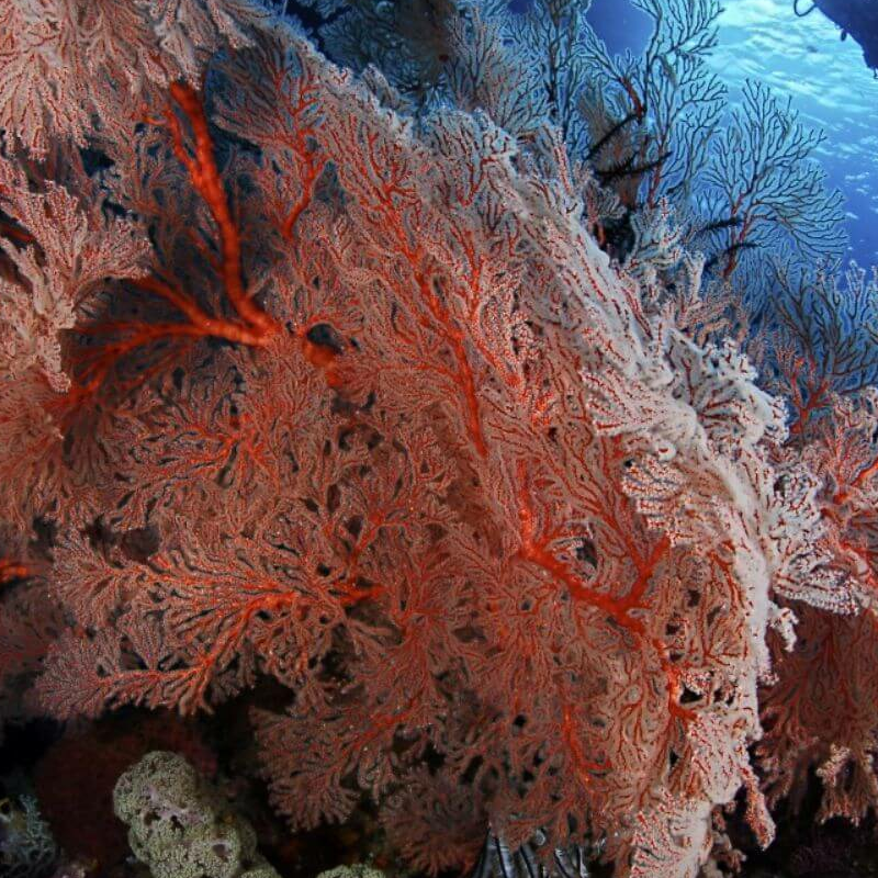 Raja Ampat und West Papua