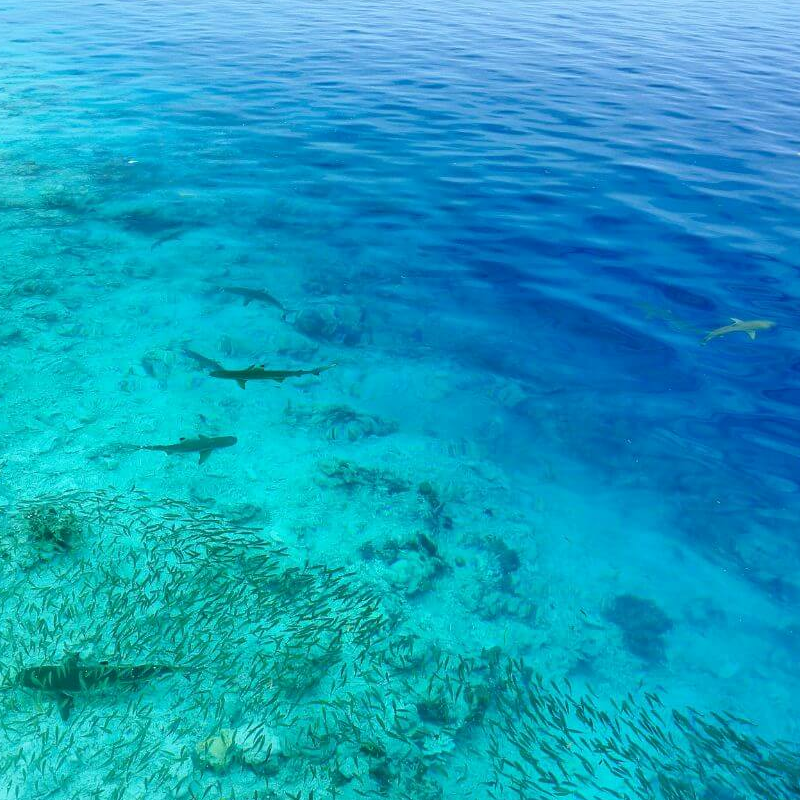 Raja Ampat und West Papua
