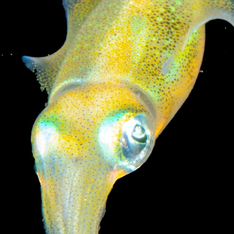 Raja Ampat und West Papua