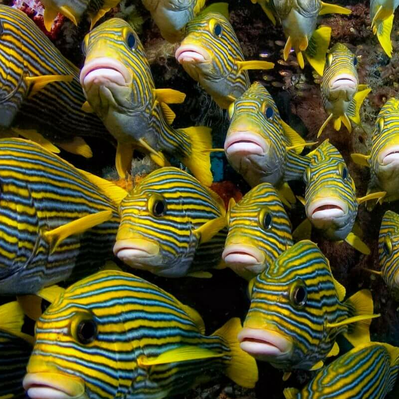 Raja Ampat und West Papua
