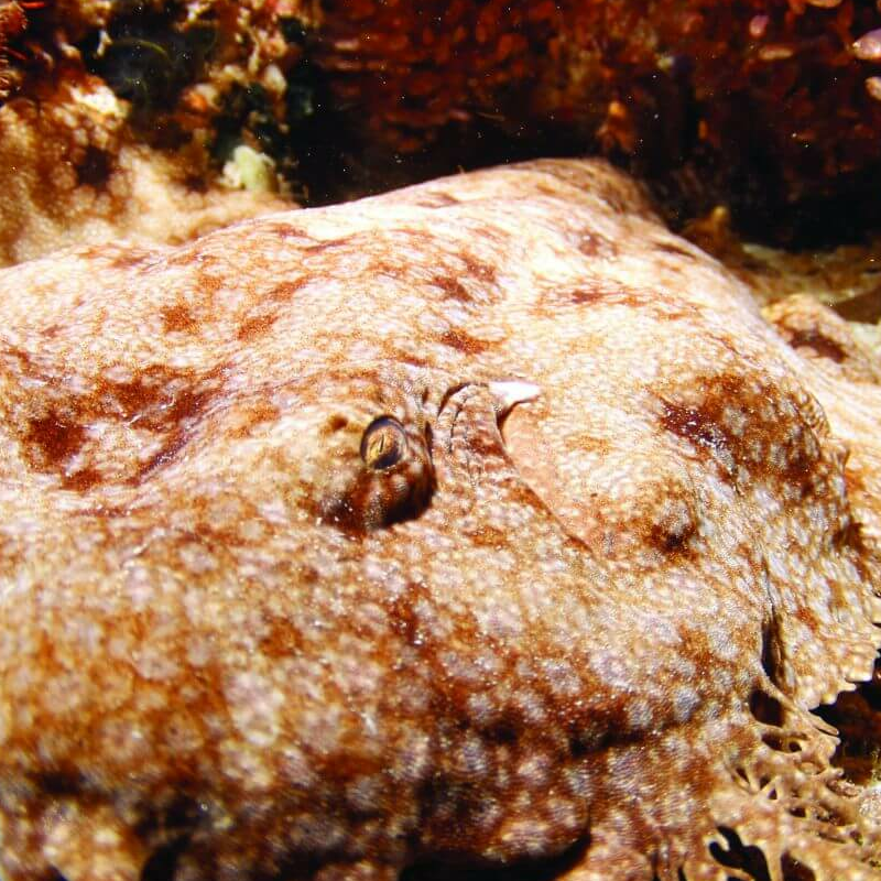 Raja Ampat und West Papua