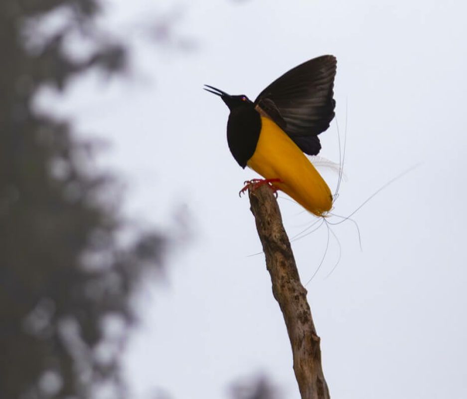 Papua Bird of Paradise Expedition