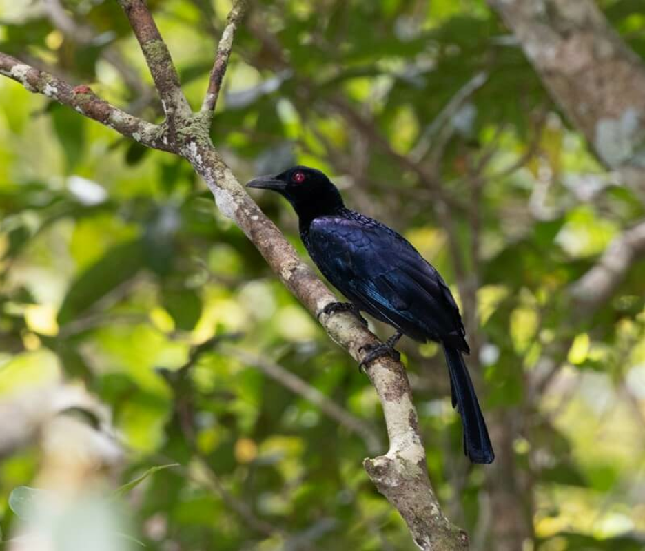 Papua Bird of Paradise Expedition