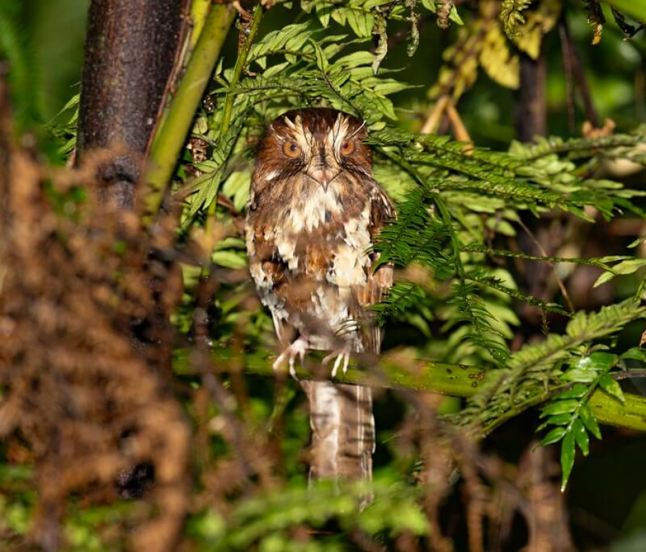 Papua Bird of Paradise Expedition