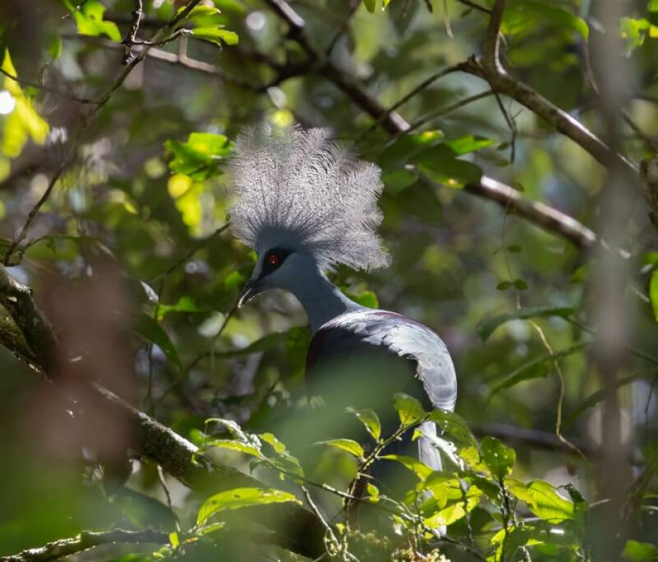 Papua Bird of Paradise Expedition