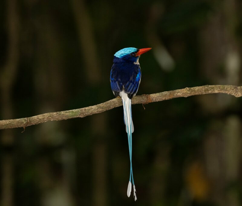 Papua Bird of Paradise Expedition
