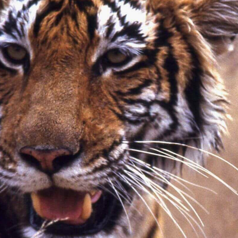 Indien Leopard-Safari