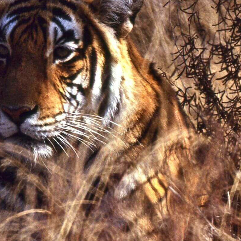 Indien Leopard-Safari