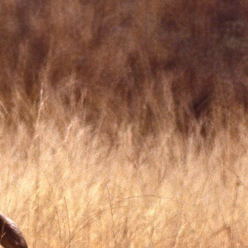 Indien Leopard-Safari