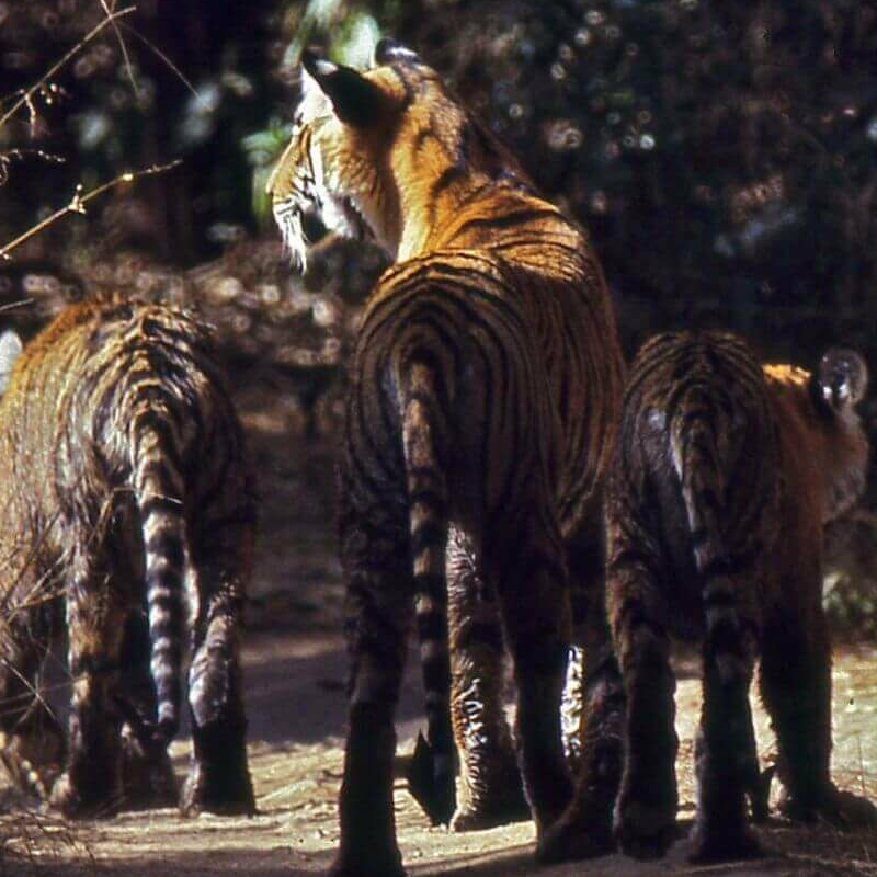 Indien Leopard-Safari