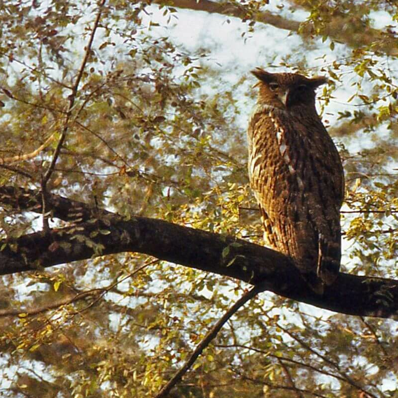 Indien Leopard-Safari