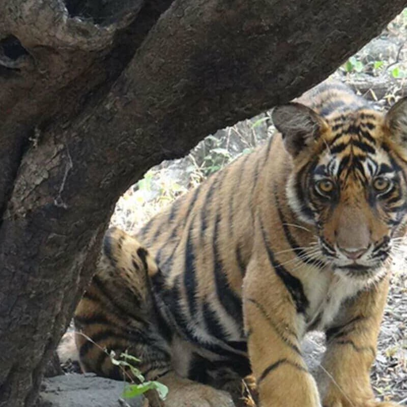Indien Leopard-Safari