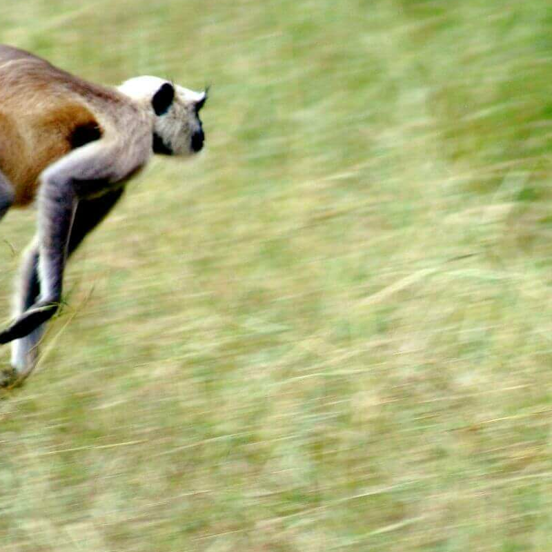 Indien Leopard-Safari