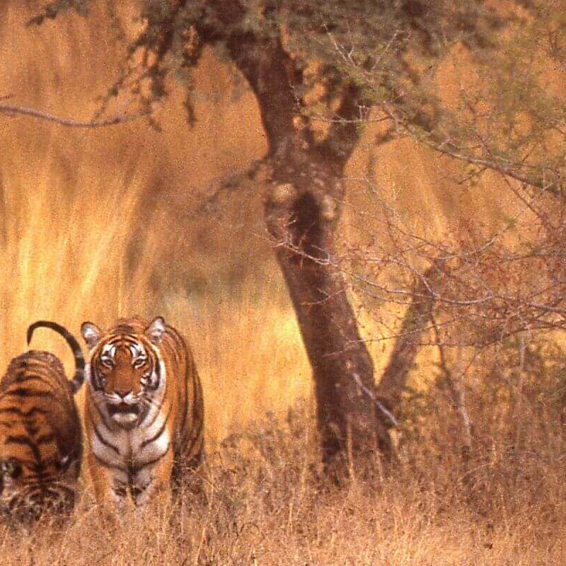 Indien Leopard-Safari
