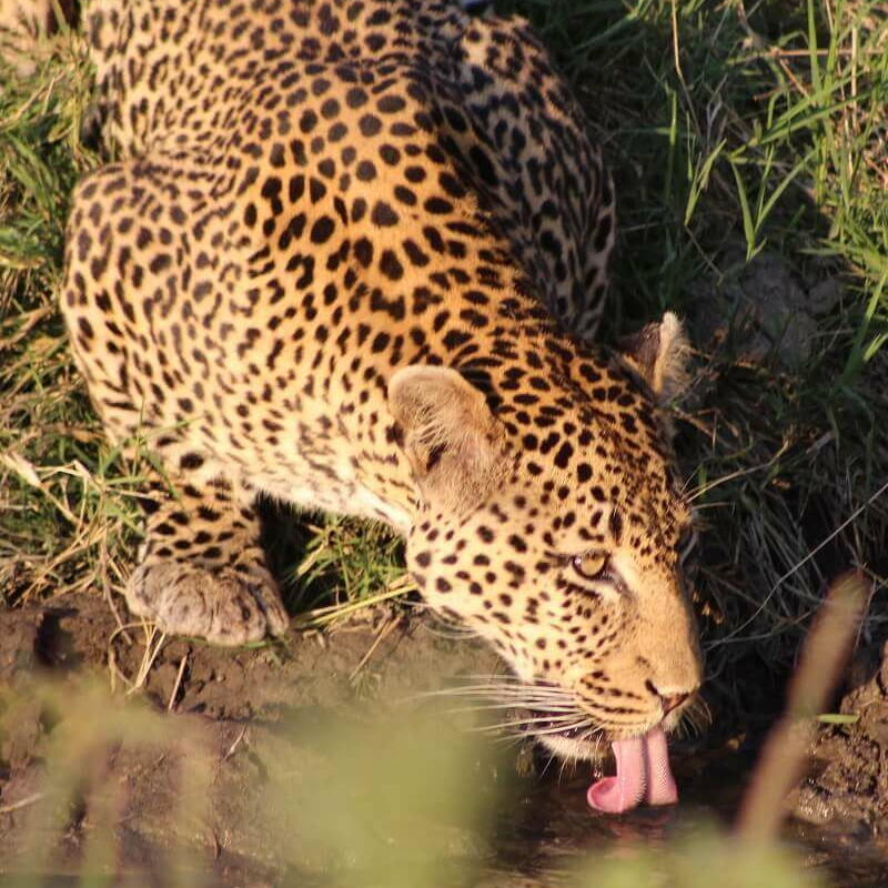 Ruaha-Nationalpark