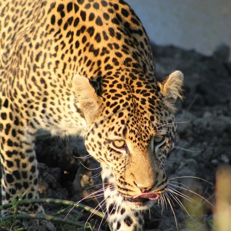 Ruaha-Nationalpark