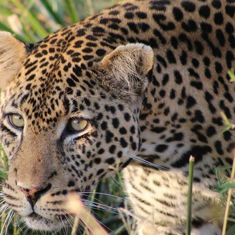Ruaha-Nationalpark