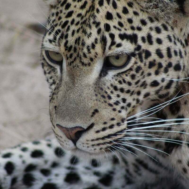 Ruaha-Nationalpark