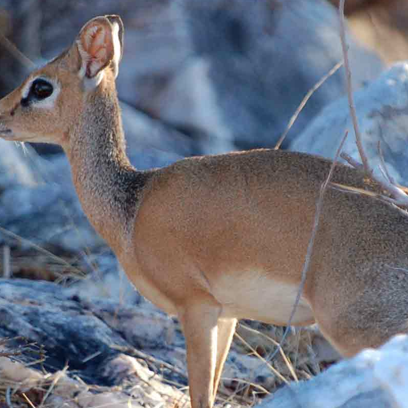 Ruaha-Nationalpark