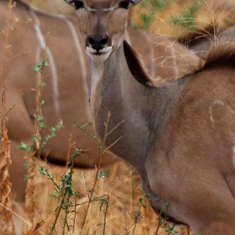 Ruaha-Nationalpark