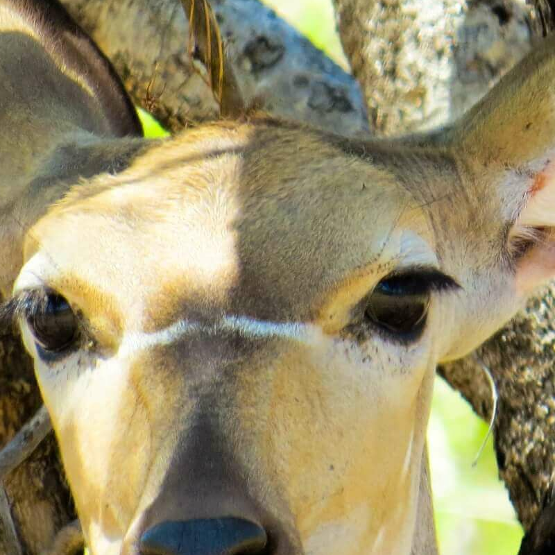 Ruaha-Nationalpark