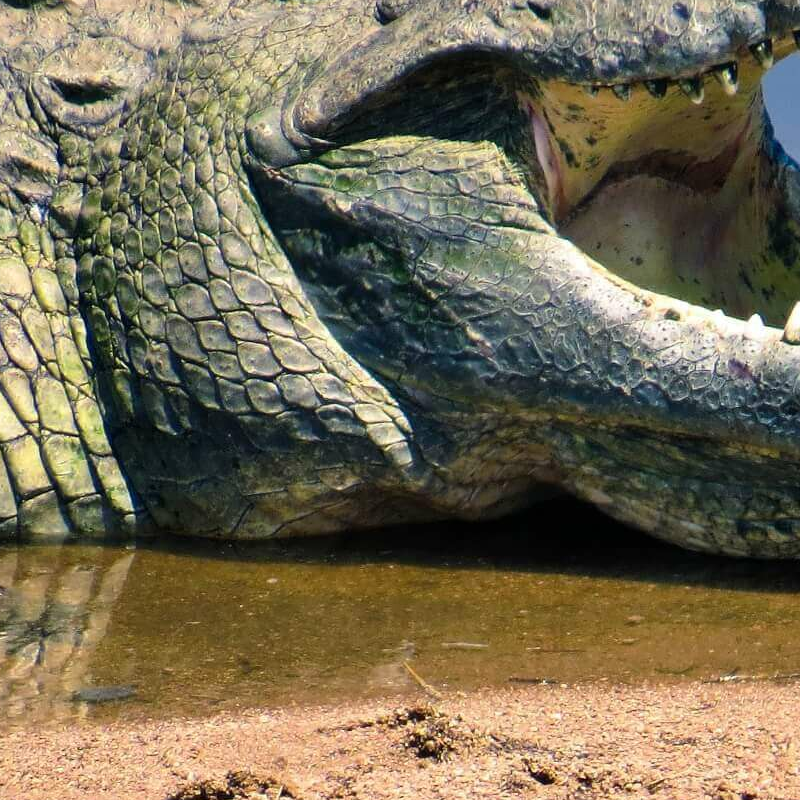 Ruaha-Nationalpark