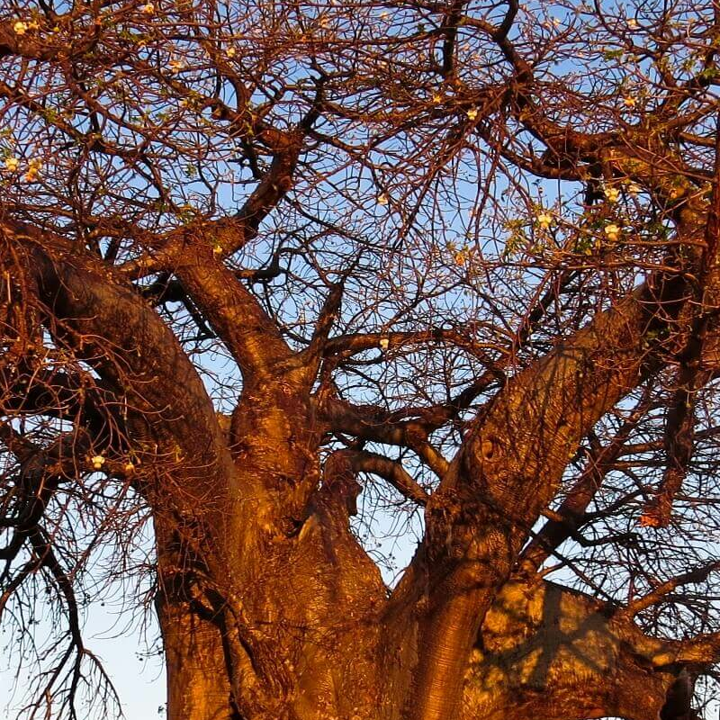 Ruaha-Nationalpark