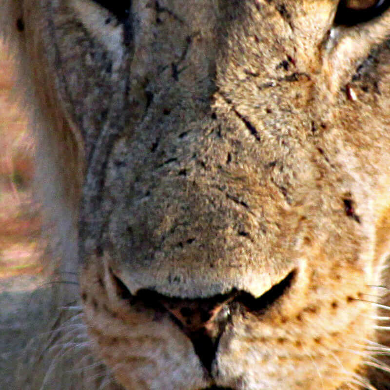 Ruaha-Nationalpark