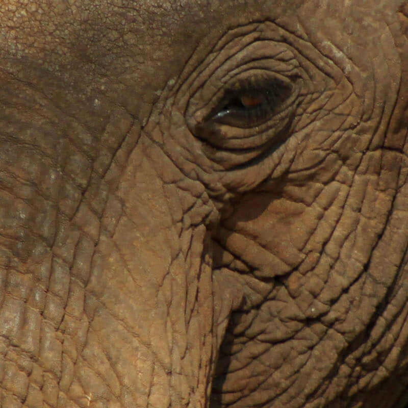 Ruaha-Nationalpark