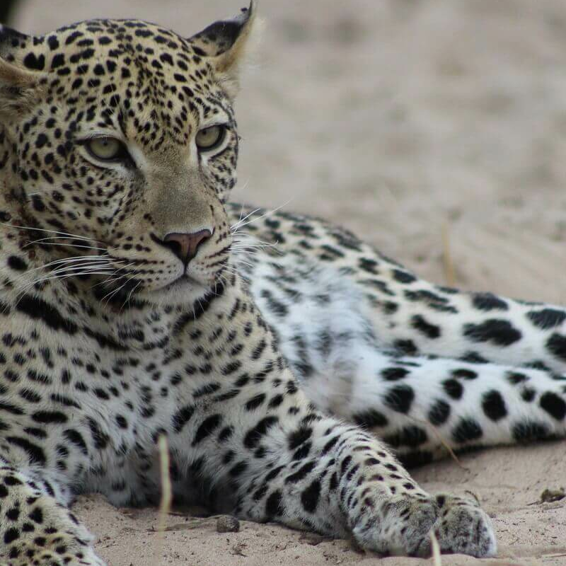 Ruaha-Nationalpark