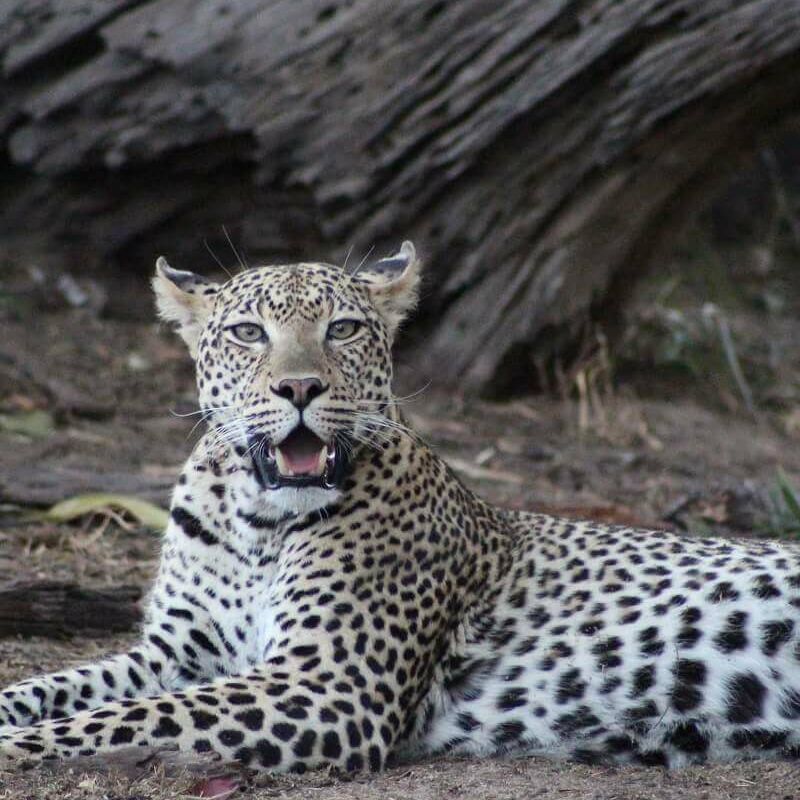 Ruaha-Nationalpark