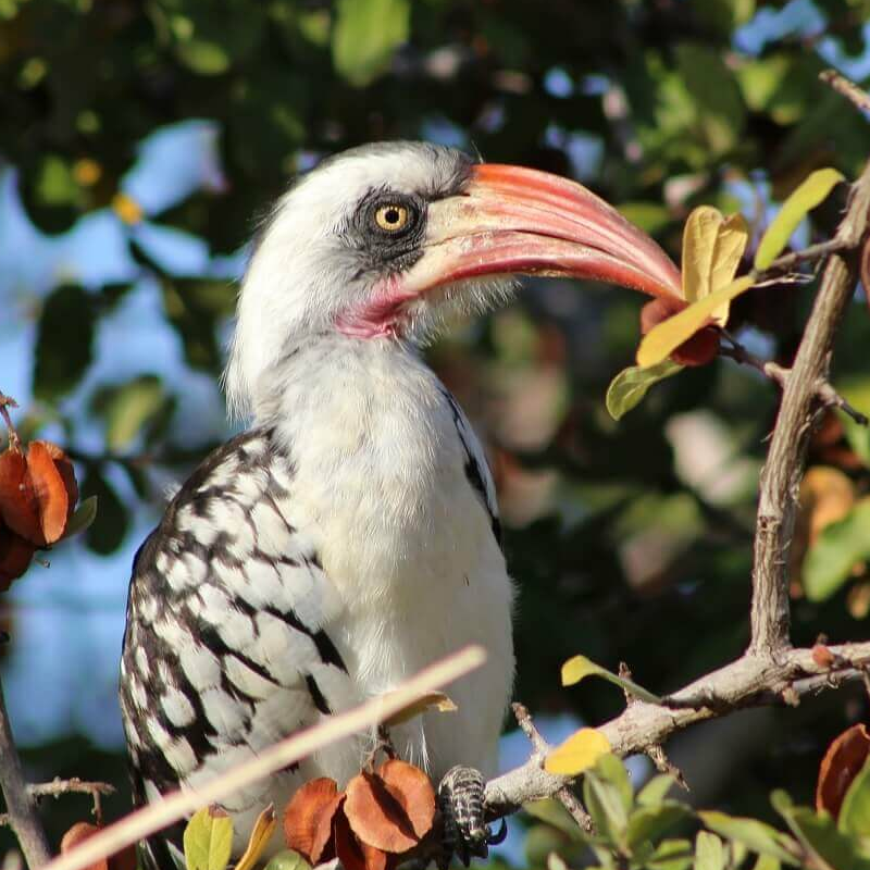 Ruaha-Nationalpark