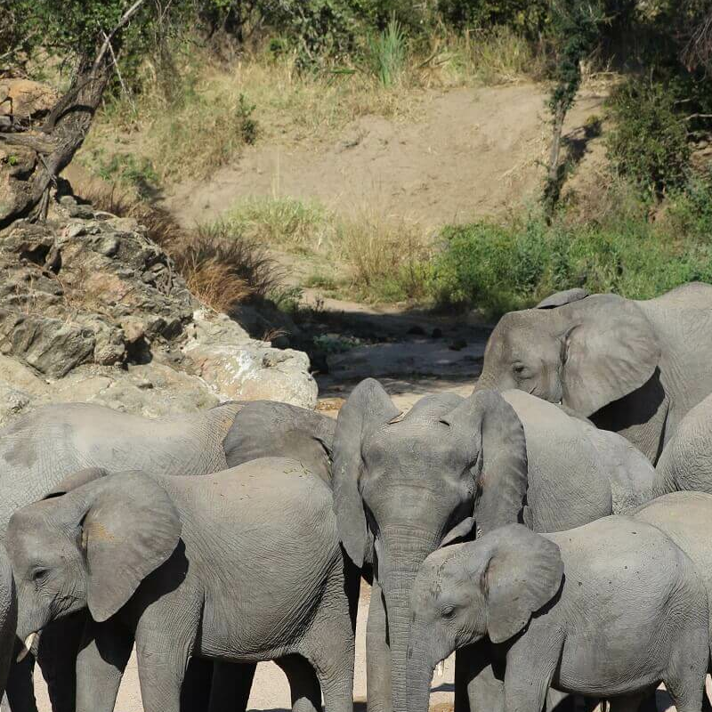 Ruaha-Nationalpark