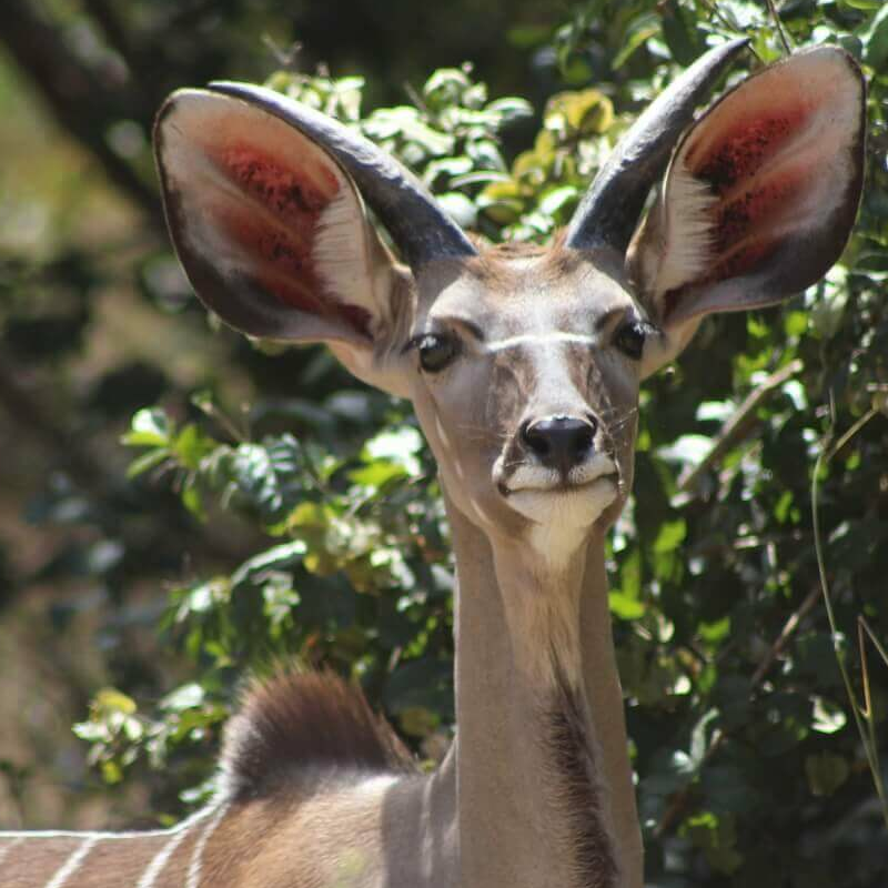 Ruaha-Nationalpark