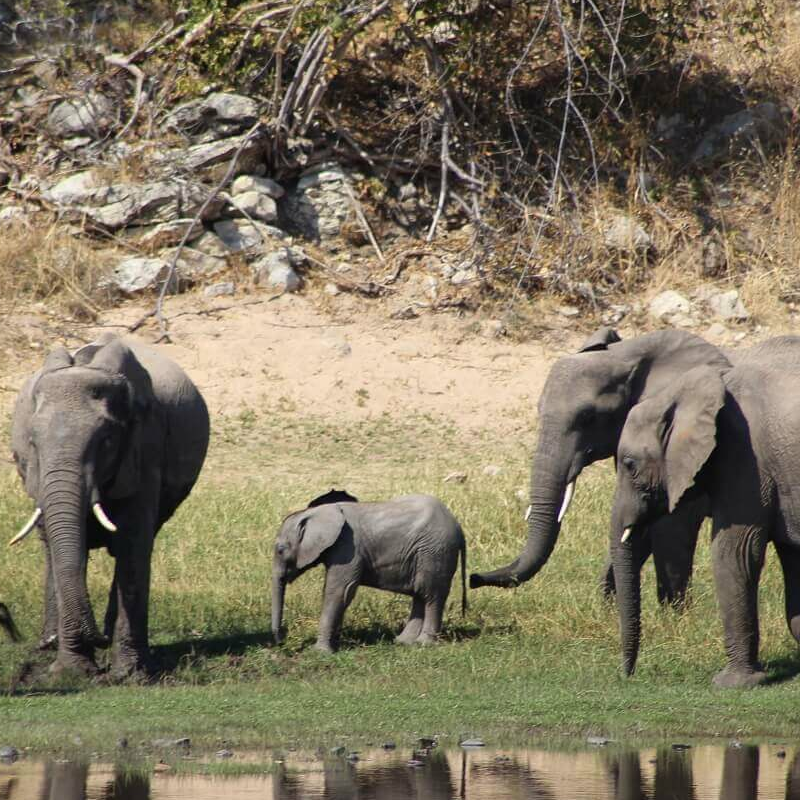 Ruaha-Nationalpark