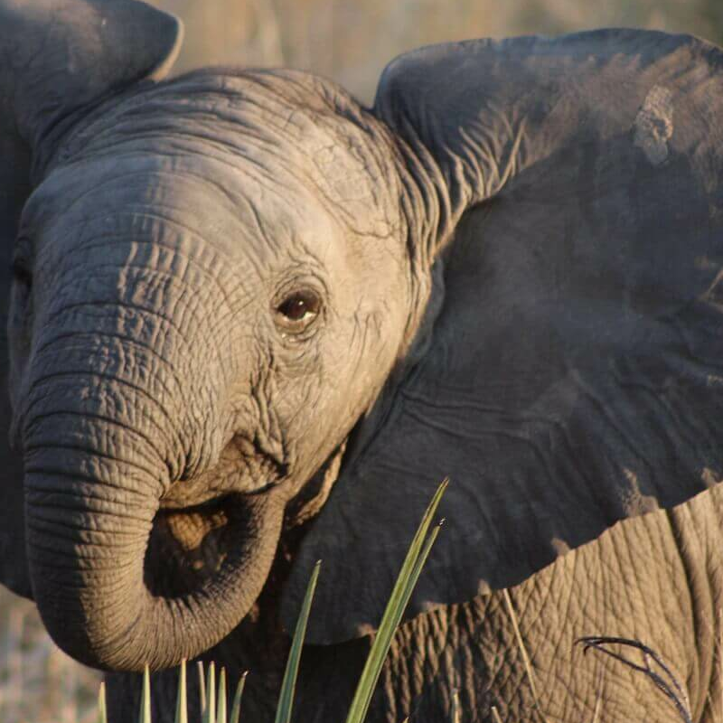 Ruaha-Nationalpark