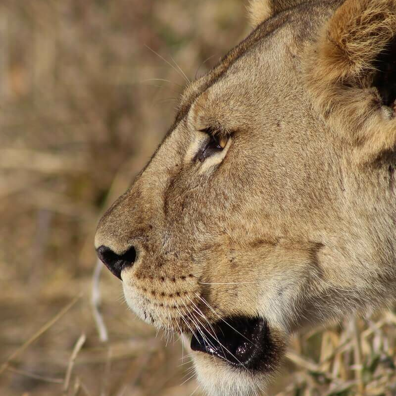 Ruaha-Nationalpark