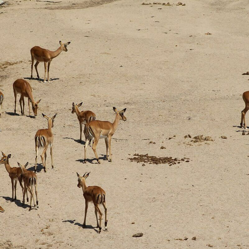 Ruaha-Nationalpark